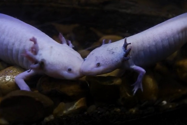 Do ponto de vista biológico, o axolote possui características extraordinárias que o tornam único no reino animal.