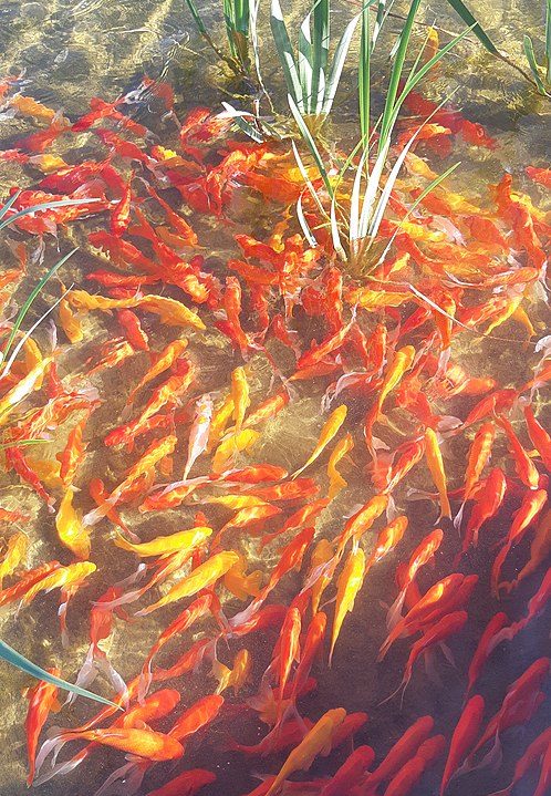 No início dos anos 2000, a população de carpas douradas começou a se multiplicar novamente.