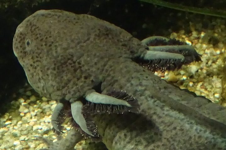 Ele possui uma incrível capacidade de regeneração que o permite reconstruir não apenas membros perdidos, mas também partes vitais como coração, medula espinhal e até porções do cérebro!