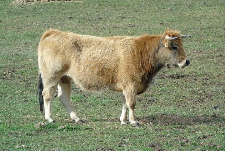 Apesar das condições inóspitas — clima severo, ventos fortes, chuvas frequentes e ausência de fontes permanentes de água —, os animais sobreviveram por mais de um século.