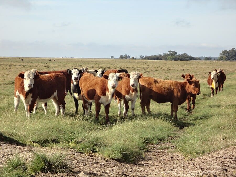 São, portanto, usados como ração para bois, cabras e búfalos, entre outros animais. 