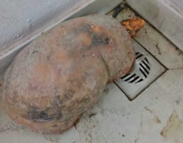 Segundo o biólogo Aluísio Vasconcelos de Carvalho, o jabuti sobreviveu graças à sua capacidade de estivação, um estado de dormência que reduz o gasto de energia e previne a desidratação durante períodos de calor e seca.