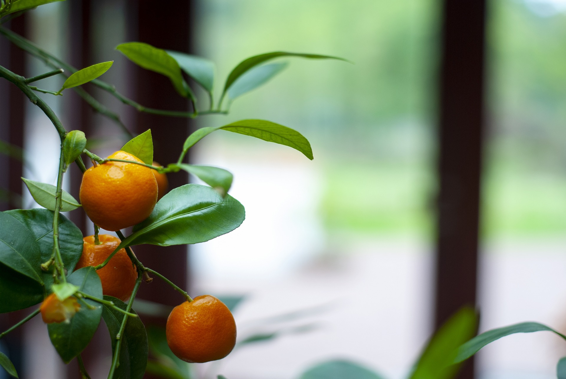 Araraquara também é conhecida como a capital mundial do suco de laranja. A cidade possui, desde 1967, a sede da maior empresa do ramo, a Cutrale.