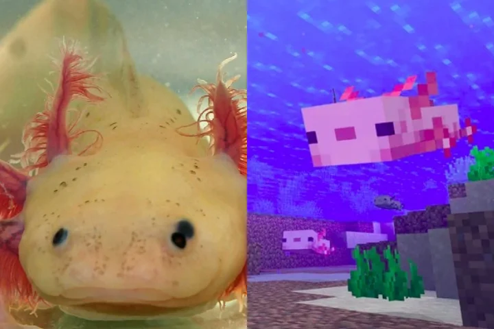 Um animal símbolo da cultura mexicana, conhecido por sua aparência exótica, se tornou uma febre na internet por causa do jogo 