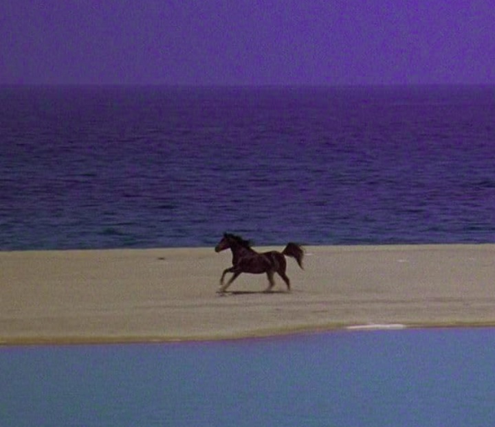 O Corcel Negro (1979): Baseado no livro de mesmo nome de Walter Farley, o filme conta a história de Alec Ramsey, um jovem que faz amizade com um cavalo selvagem árabe durante uma viagem de navio.