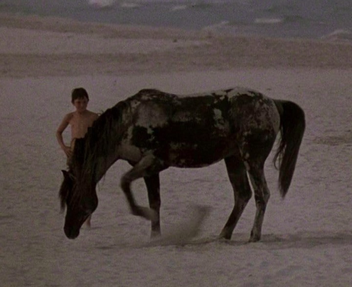 Após um naufrágio, Alec e o cavalo ficam presos em uma ilha deserta, onde desenvolvem um vínculo especial. 