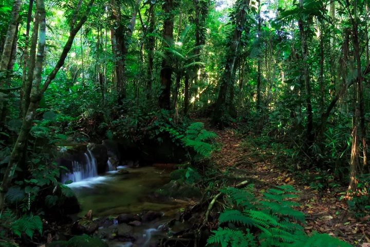 Para os amantes da natureza, Cubatão reserva algumas surpresas. Um exemplo é o Parque Estadual da Serra do Mar, que oferece belas paisagens e oportunidades para o ecoturismo.