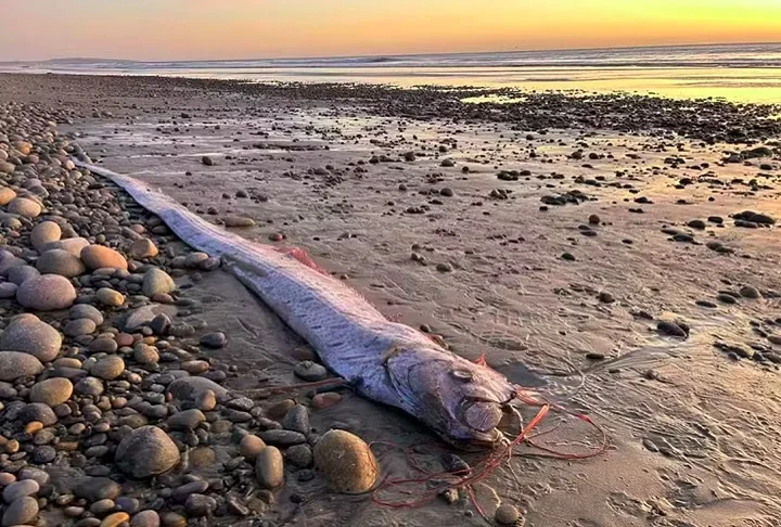O avistamento de um peixe-remo numa praia da Califórnia, nos Estados Unidos,  três vezes em 2024 , causou preocupação nos moradores locais. O FLIPAR mostrou e republica para quem não viu. 