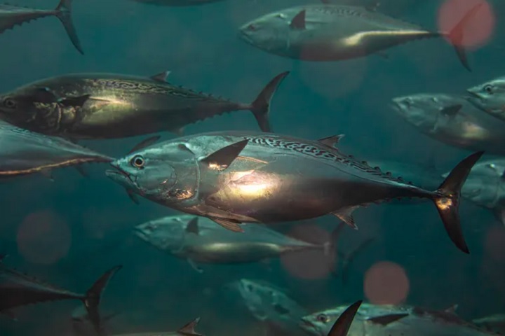 As águas ao redor são ricas em vida marinha, com presença de tartarugas, golfinhos e uma grande variedade de peixes. 