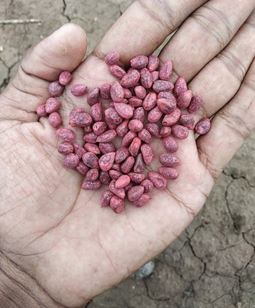 As sementes de algodão, após a retirada da pluma, têm grande utilidade na nutrição de ruminantes (mamíferos herbívoros que mastigam o alimento que volta do estômago). 