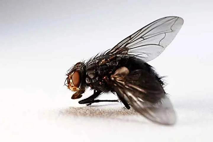 Tem uma mosca na minha comida. Essa clássica frase sobre um dos insetos mais comuns que existem pode representar muito mais do que parece.