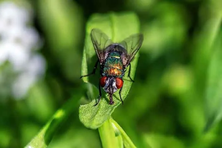 Elas são encontradas em praticamente todos os ambientes do planeta, exceto em regiões extremamente frias, como as zonas polares. 