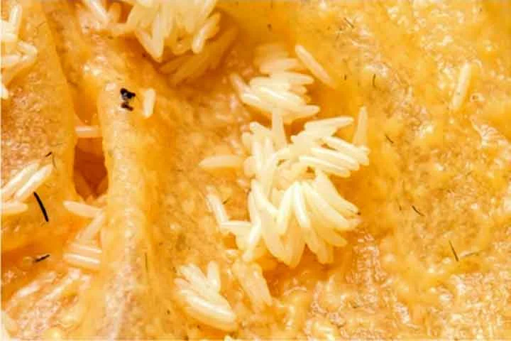 Elas se reproduzem rapidamente, o que pode fazer com que suas populações cresçam de forma exponencial em condições favoráveis. 