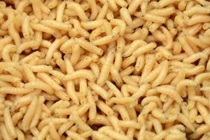 As larvas, também chamadas de vermes, se alimentam e crescem nesse ambiente, passando por várias mudas.