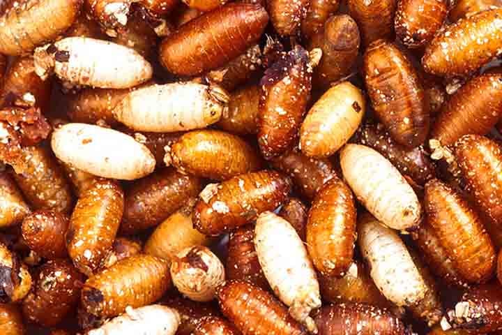 Após se alimentarem o suficiente, as larvas passam para o estágio de pupa, quando ocorre a metamorfose para a forma adulta.