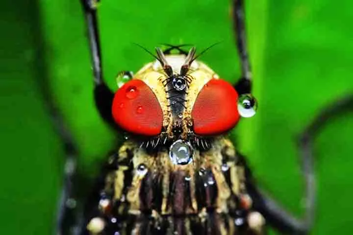 Entre as doenças que as moscas podem transmitir estão a cólera, a disenteria, a febre tifoide e a tuberculose. 