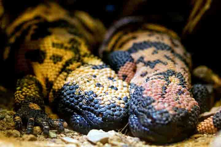 Embora seja um animal de pequeno porte, de caminhar vagaroso e aparência inofensiva, o monstro-de-gila pode oferecer riscos aos seres humanos exatamente por seu veneno, embora acidentes não sejam muito comuns. 
