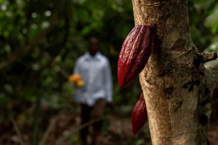 Os primeiros frutos do cacau foram encontrados em sítios arqueológicos no Equador, na região amazônica, há mais de 5 mil anos. Apesar disso, hoje em dia cerca de 2/3 da produção está na Costa do Marfim, na África.