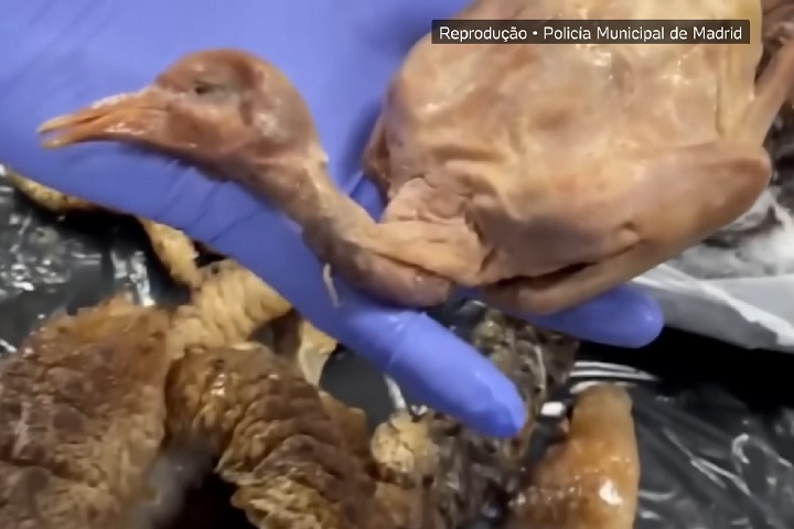 A polícia também encontrou oito freezers cheios de alimentos sem identificação, guardados dentro de um banheiro adaptado para pessoas com deficiência.