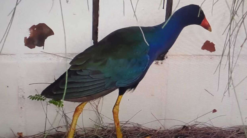  Frango-d'água-azul é resgatado em residência na Aldeota, em Fortaleza
