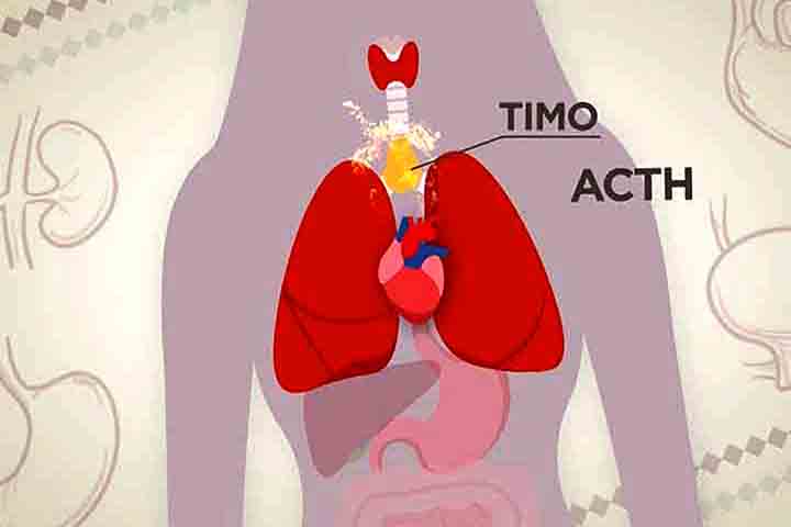 Para piorar o quadro, o tumor secreta o hormônio ACTH, que induz as adrenais a produzirem doses excessivas do hormônio cortisol. Essas glândulas estão situadas acima dos rins.