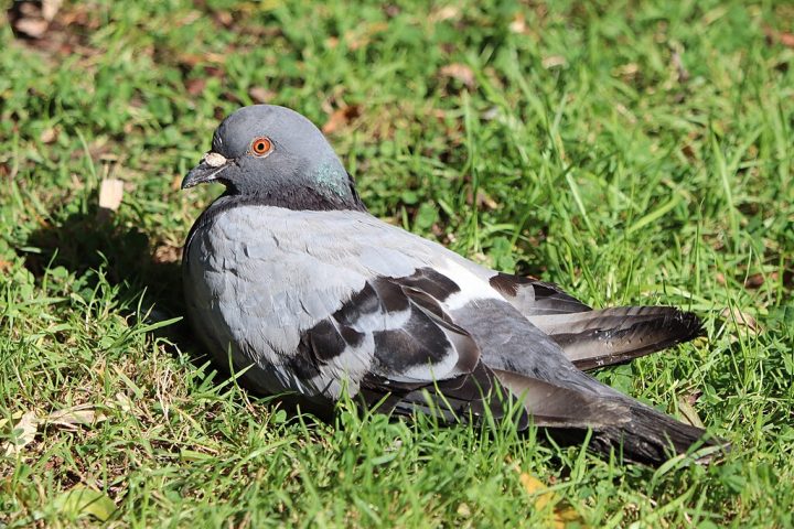 Além disso, eles podem carregar parasitas como carrapatos e transmitir doenças como criptococose, salmonelose e histoplasmose.