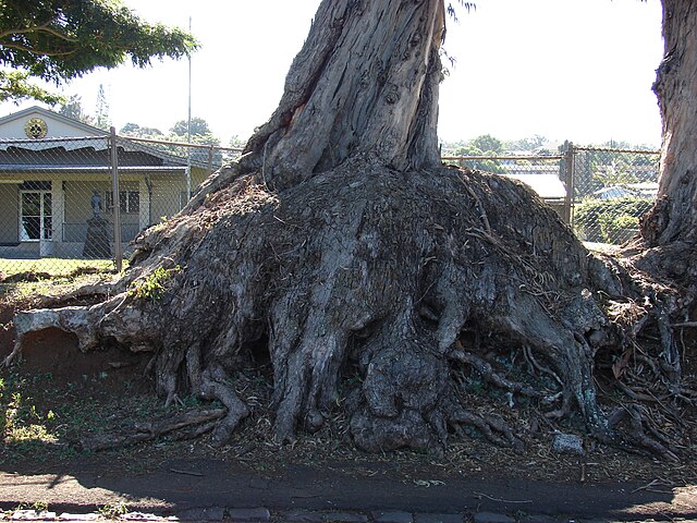 Uma vez absorvido nas raízes profundas, o ouro é transportado para as folhas e os galhos. Assim, as árvores limpam o mineral através de transformações químicas, retirando o potencial toxicidade do ouro, antes de liberá-lo no solo.