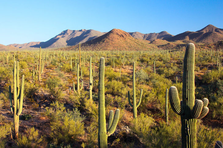 Tucson abriga uma variedade de atrações, incluindo o Parque Nacional Saguaro (foto), as Montanhas Santa Catalina e o Museu do Deserto de Tucson.