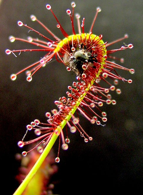 Tem várias folhas de 3,5 cm de comprimento com sementes que liberam uma substância pegajosa. O inseto gruda e a folha solta substâncias gástricas para a digestão. 