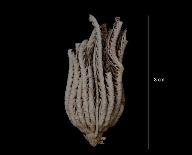 Esses bichos são chamados de Promachocrinus e são parecidos com estrelas-do-mar, pepinos-do-mar e outros animais similares.