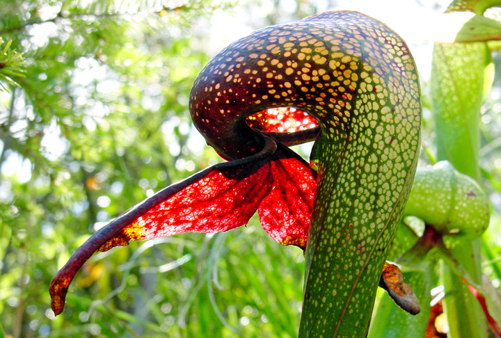 Captura os insetos por meio do buraco no qual os mesmos entram e seguidamente são envolvidos por uma secreção viscosa e imobilizadora.