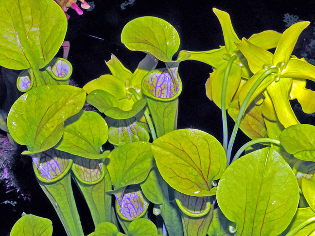 SARRACENIA - Natural do norte do Estados Unidos e do Canadá, também se distribui na parte norte da América do Sul . Existem vários tipos de Srarracenia, com folhas de 10 a 30 cm de comprimento. 