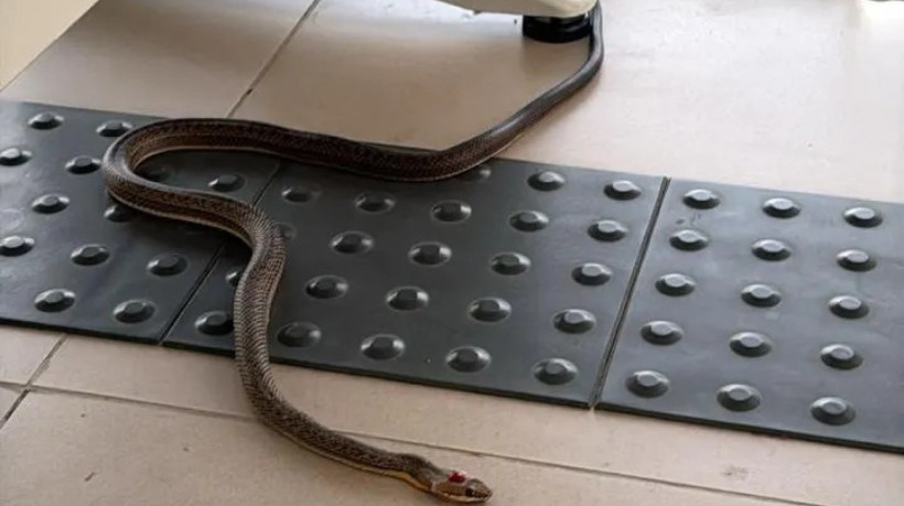 Sindicato denuncia infestação de cobras no fórum de Santa Quitéria