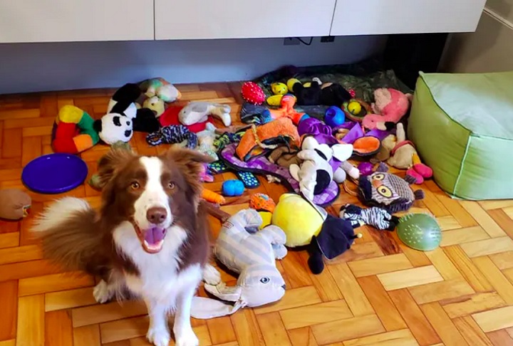 Uma border collie brasileira de 6 anos passou a fazer parte de um seleto grupo de 