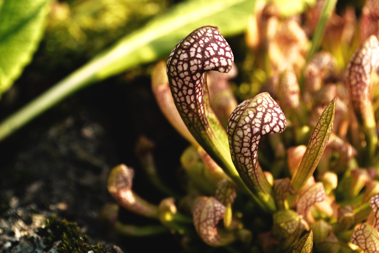 Existem fósseis de plantas carnívoras que viveram há cerca de 65 milhões de anos, acreditando-se que essas espécies surgiram na época dos dinossauros.