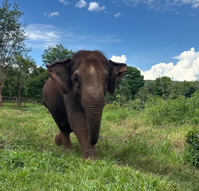 “Ela nunca teve contato com a terra ou com plantas. Então, quando chegou ao santuário, era um elefante que nunca tinha visto aquilo. Ela é um labrador na lama praticamente. É uma felicidade intensa”, explicou o biólogo diretor do Santuário de Elefantes do Brasil, Daniel Moura, ao site “Planeta”.
