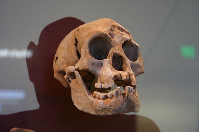 De acordo com o programa Origens Humanas, do Museu Nacional de História Natural do Smithsonian, nos EUA, os primeiros hominídeos evoluíram de um ancestral comum entre os grandes primatas de hoje, que viveu entre 8 e 6 milhões de anos atrás.