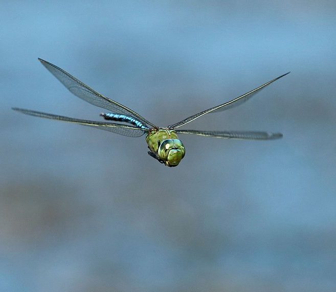 Eles são o maior grupo de animais do mundo, com mais de 95% de todas as espécies conhecidas. Os invertebrados podem ser encontrados em todos os habitats do planeta, desde os oceanos mais profundos até os desertos mais secos.
