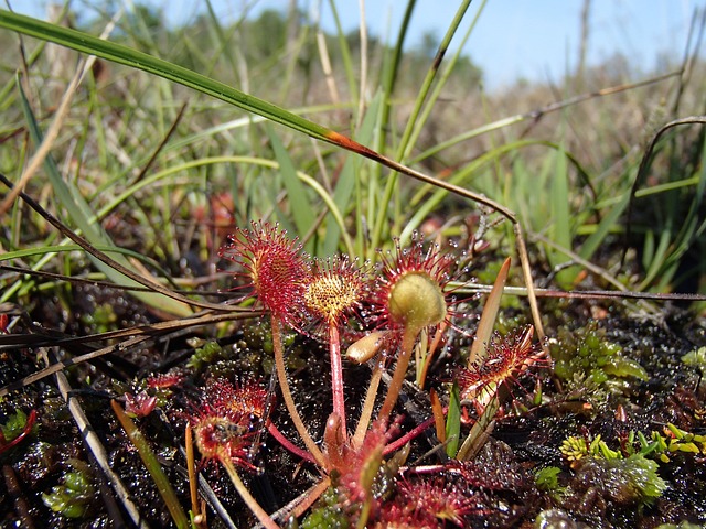 As plantas carnívoras têm como habitat natural locais que apresentam solos pobres e encharcados, como é o caso dos brejos. Costumam ser plantas pequenas, com poucos centímetros de altura, não ultrapassando 15 cm.