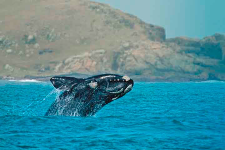 Especialistas chamam atenção que o animal, que pode chegar a 17 metros de comprimento e pesar até 90 toneladas, continua na Lista Vermelha das Espécies Ameaçadas no país. 