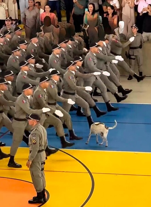 Em um determinado momento, o cachorro não notou o começo da marcha e acabou sendo atropelado pelos soldados.