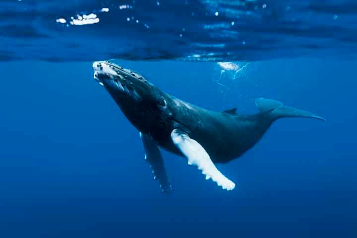Com a recuperação populacional da espécie observada em anos recentes, avistagens também ao sul vêm se tornando mais frequentes, como na Bacia de Campos no Rio de Janeiro e no entorno de Ilhabela em São Paulo. 