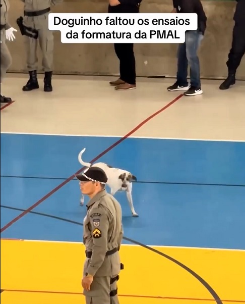 Em julho de 2024, outro cãozinho vira-lata roubou a cena e também viralizou na internet. A situação curiosa aconteceu em uma cerimônia de formatura dos soldados da Polícia Militar de Alagoas.