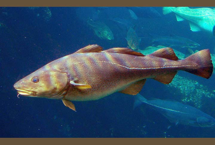 Bacalhau: Muito consumido na Páscoa e no Natal no Brasil, o bacalhau costuma ir bem com batatas e legumes. 