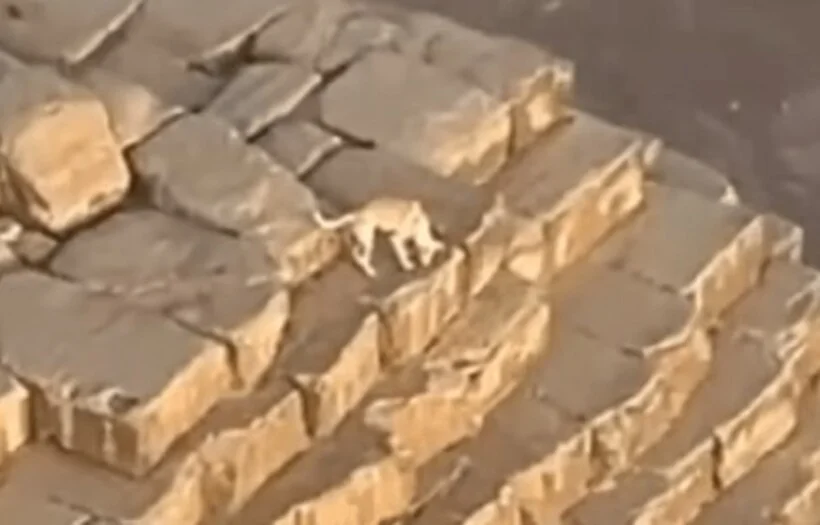Um parapentista flagrou recentemente um cachorro vira-lata passeando no topo da Grande Pirâmide de Quéfren, a segunda maior do Egito. As imagens viralizaram na internet. 
