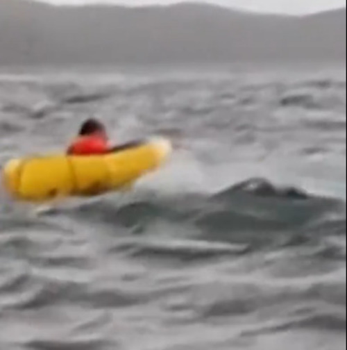 Adrián declarou:  Senti uma textura viscosa, que roçou meu rosto. Fechei os olhos esperando um impacto, mas a sensação foi como se ela estivesse me virando, não me golpeando, e fiquei deitado. Percebi que ela não havia me comido, que não era um predador , disse, acrescantando que, para ele, a baleia poderia estar curiosa com a presença dos homens e querendo brincar. 
