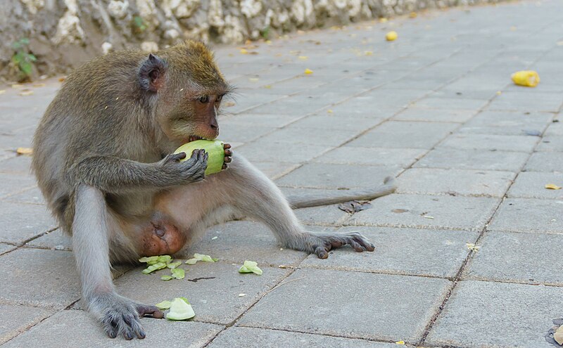 Os cientistas monitoraram esses animais ao longo de 273 dias entre os anos de 2015 e 2016.