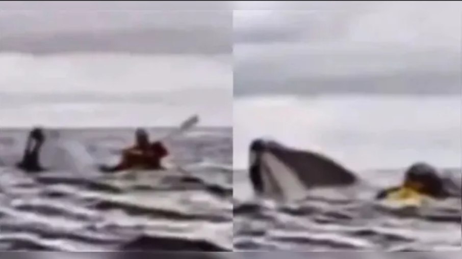 Um episódio inacreditável ocorreu recentemente no Chile e bombou nas redes sociais.  O venezuelano Adrián Simancas, de 23 anos, estava num caiaque quando foi engolido por uma baleia e logo depois expelido. Ele disse que se sentiu como Pinóquio, personagem de animação que foi engolido por uma baleia. O FLIPAR mostrou e republica para quem não viu 