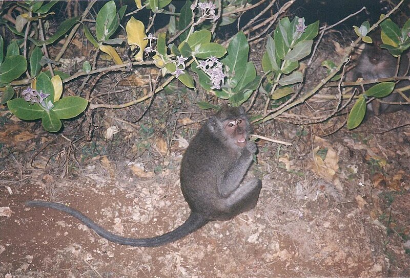 Um padrão foi notado nas negociações: a participação de uma guia do local e a necessidade de alguns minutos para a devolução do objeto roubado.