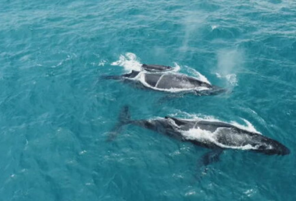 Para fugir do frio da Antártica, as baleias-jubarte se dirigem para o litoral brasileiro em busca das águas mornas da região. Atualmente, estima-se que 35 mil delas cheguem ao Nordeste a cada temporada de reprodução.
